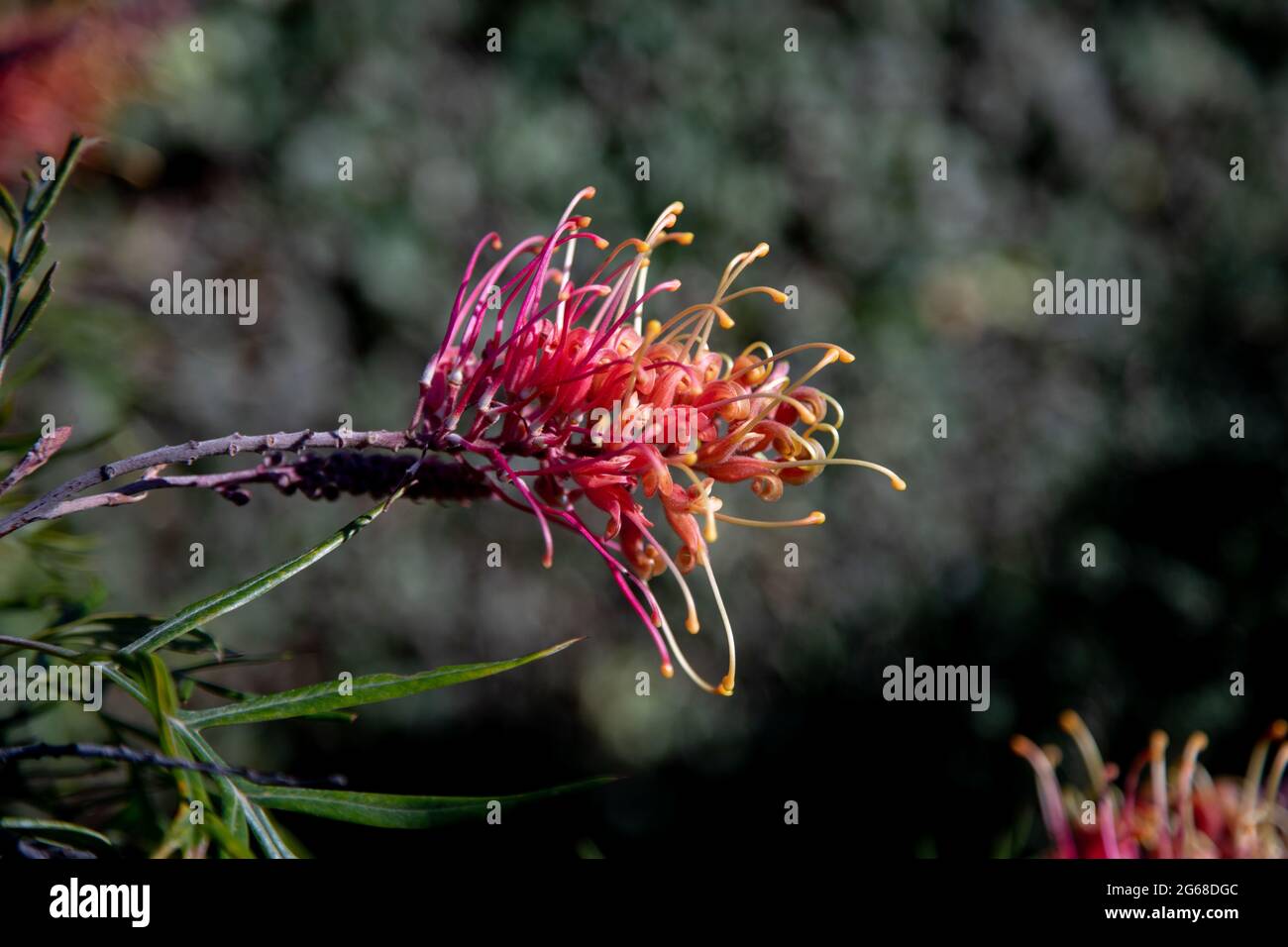 Grevillea - Juniperina Foto Stock