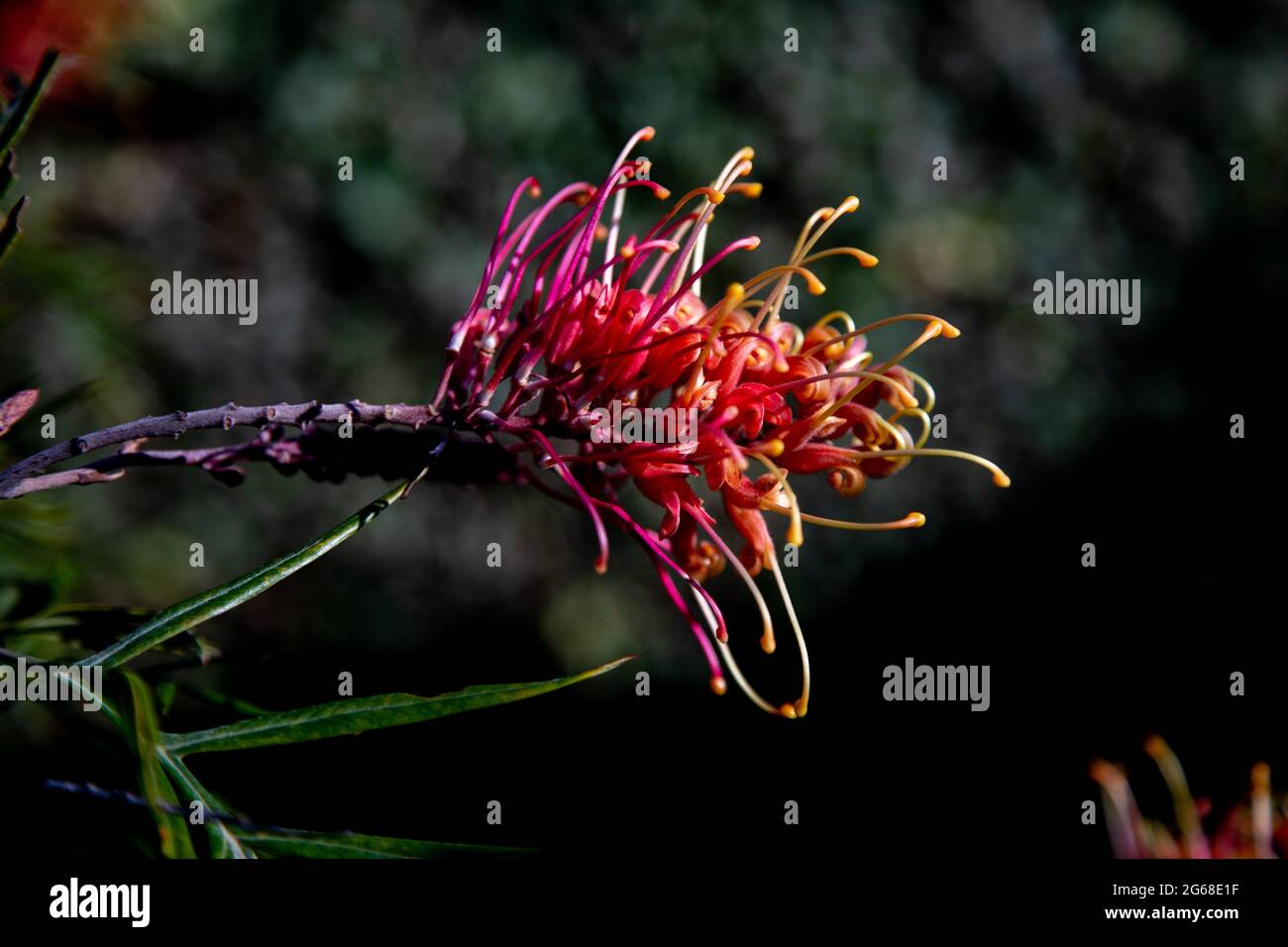 Grevillea - Juniperina Foto Stock