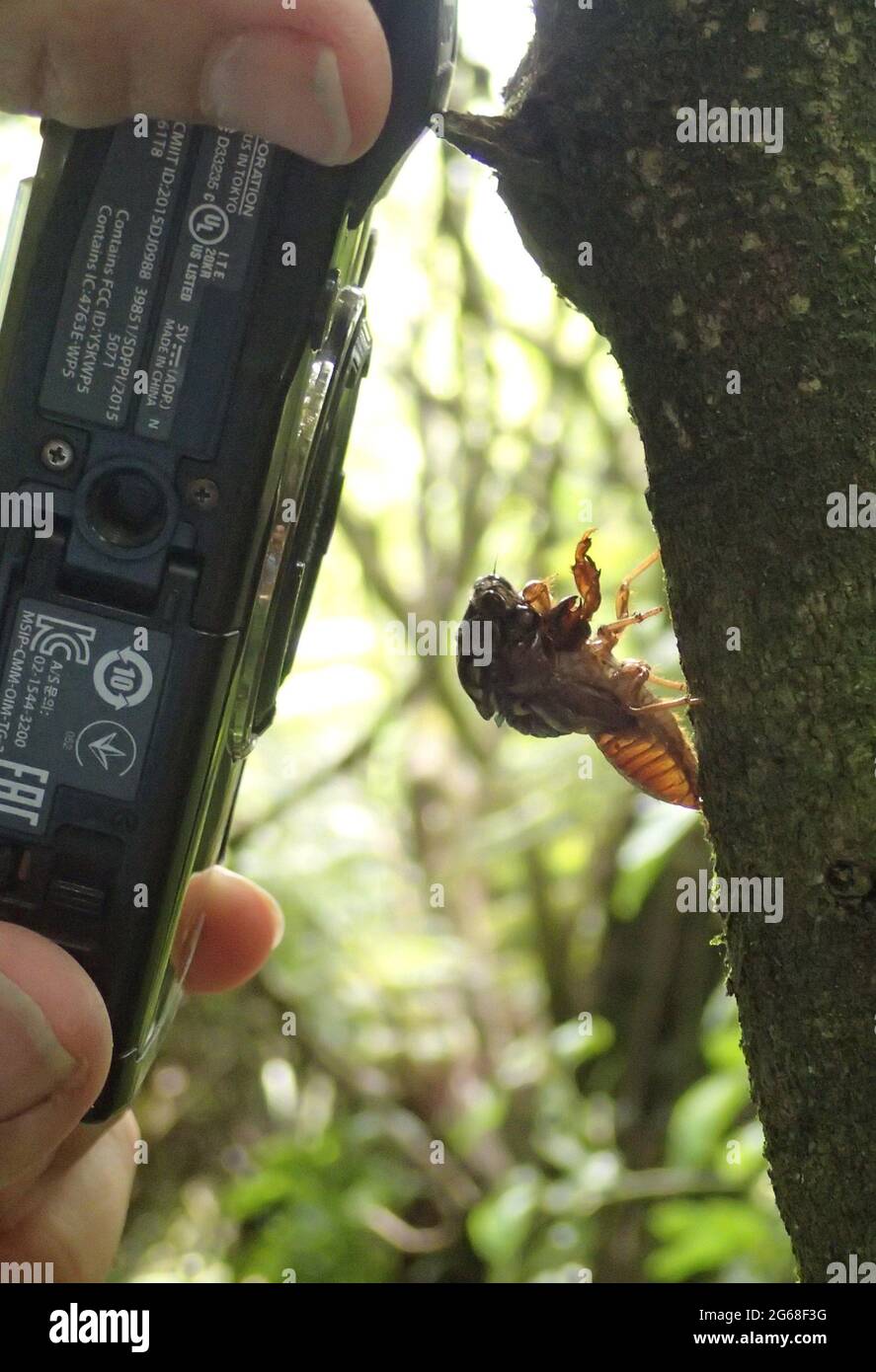 Scattare una foto macro di una pelle molta di una cicada neozelandese Foto Stock