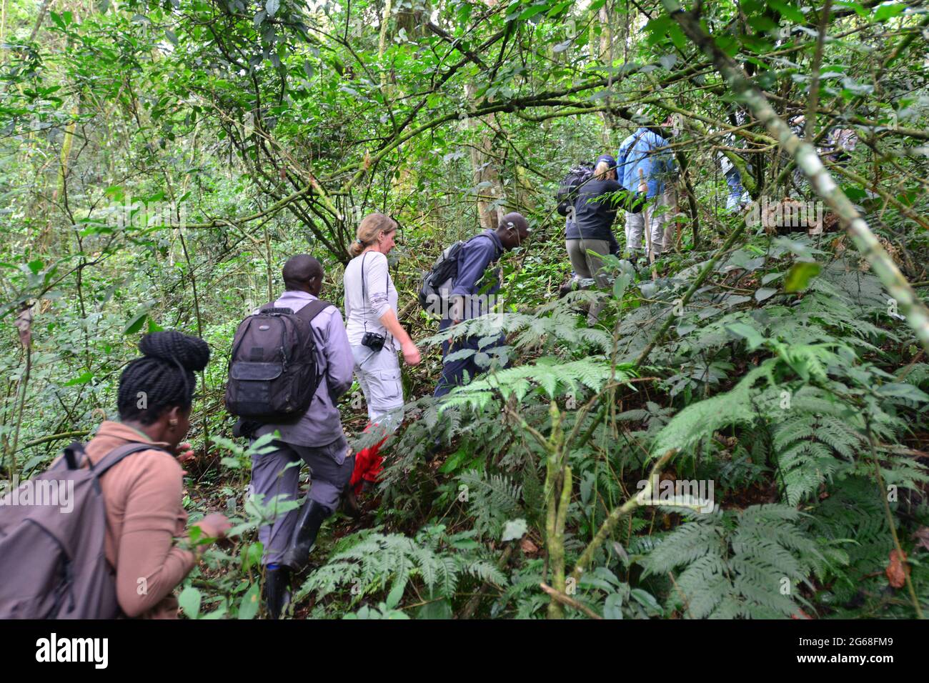 UGANDA. PARCO NAZIONALE DI BWINDI. GRUPPO DI TURISTI E RANGERS ALLA RICERCA DEI GORILLA. Foto Stock