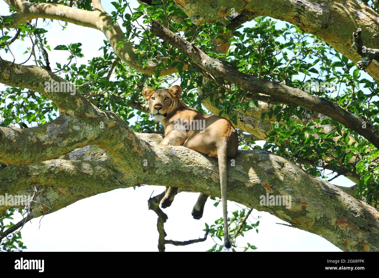 UGANDA. PARCO NAZIONALE QUEEN ELIZABETH. LEONE GIOVANE IN UN ALBERO. IL PARCO È L'UNICO LUOGO IN UGANDA DOVE I LIONS STANNO ARRAMPICANDO TRA GLI ALBERI. Foto Stock