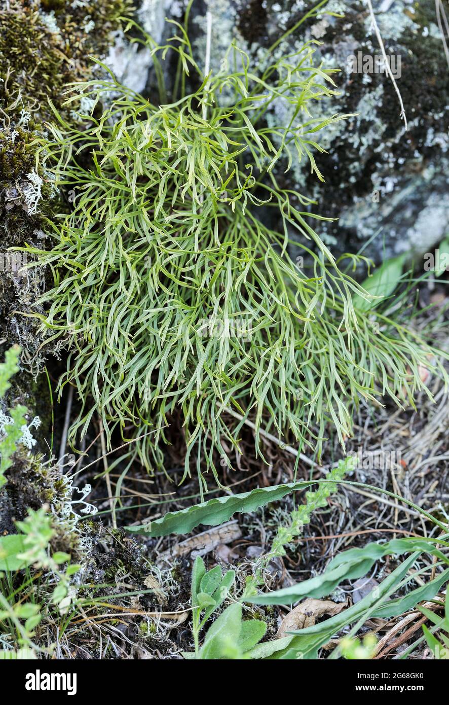 Forbes spleenwort (Asplenium septentrionale) Foto Stock