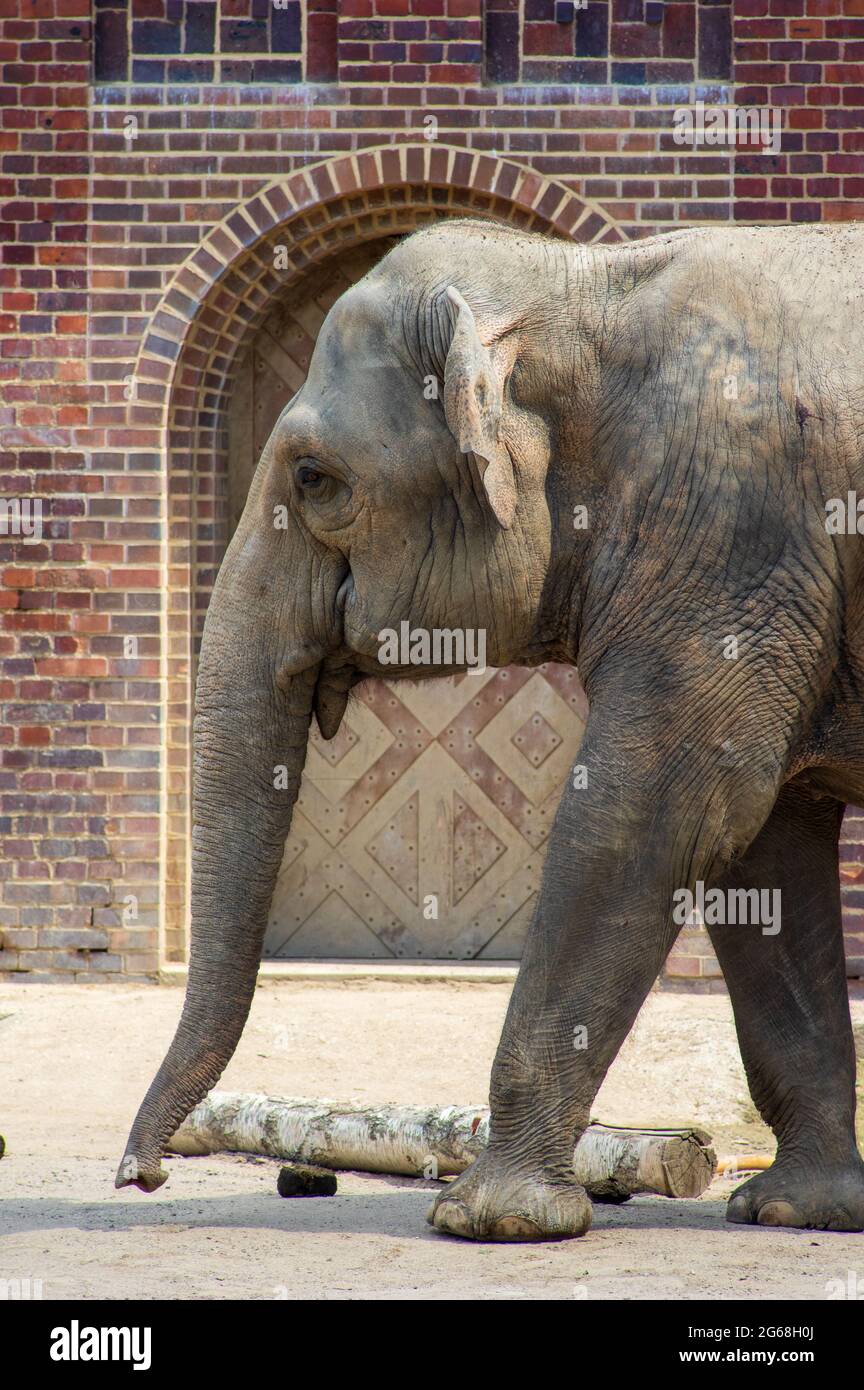 Profilo di elefante asiatico contro muro di mattoni allo Zoo di Lipsia Foto Stock