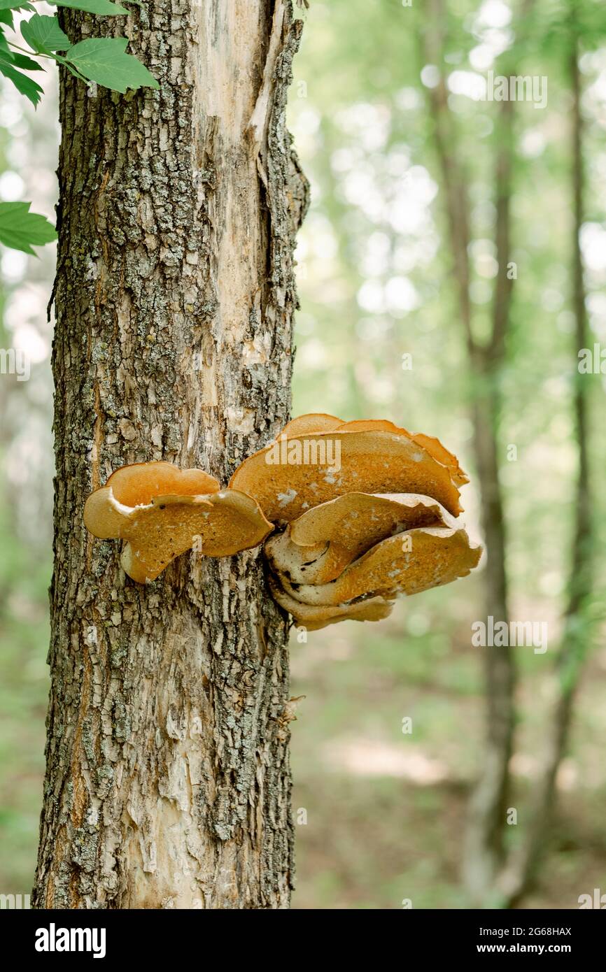 grande fungo sull'albero vicino. giallo e strano fungo sul pioppo. luoghi insoliti per i funghi Foto Stock