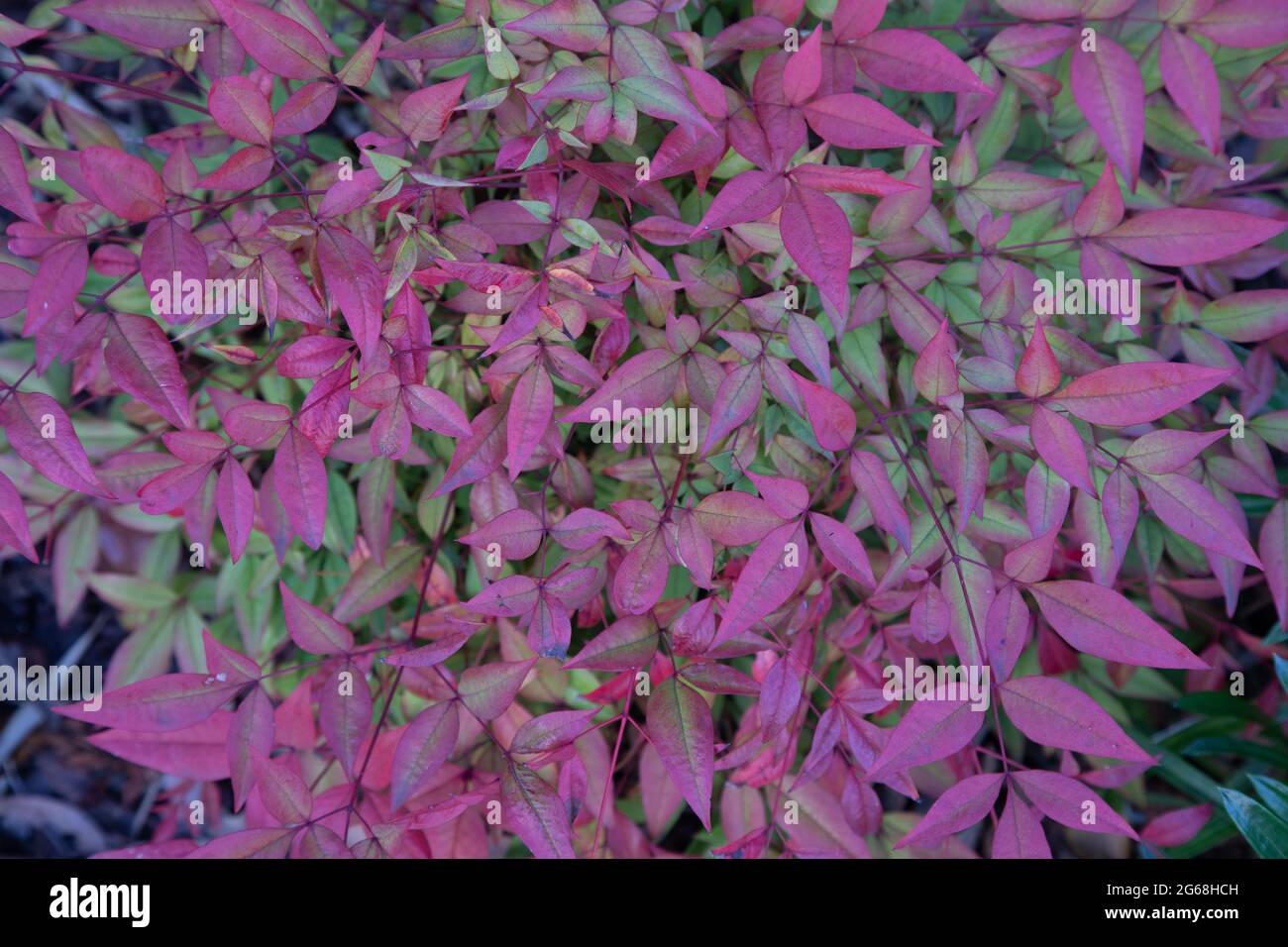 Nandina - arbusto rosa di blush con nuova crescita rossa. Foto Stock