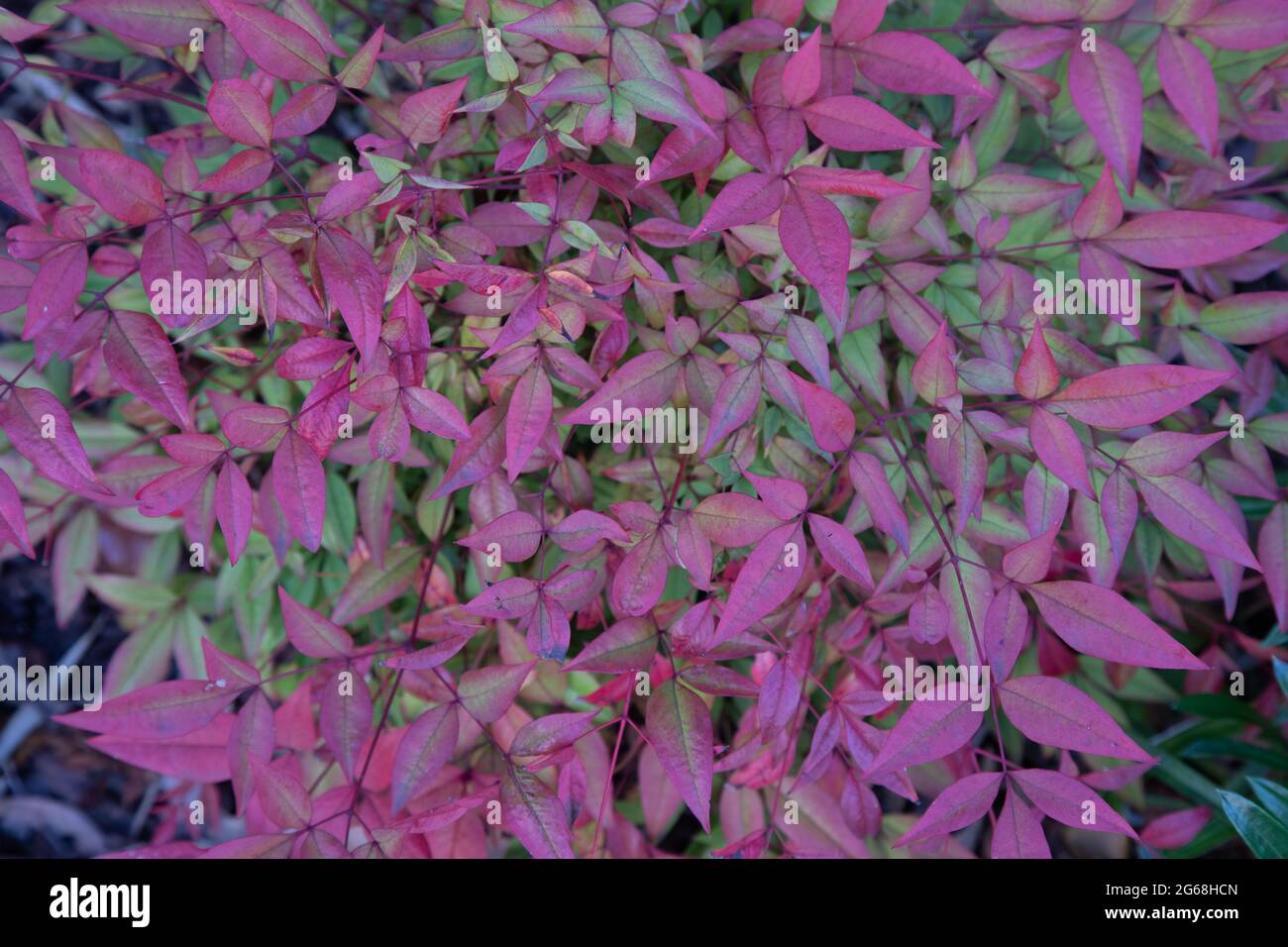 Nandina - arbusto rosa di blush con nuova crescita rossa. Foto Stock