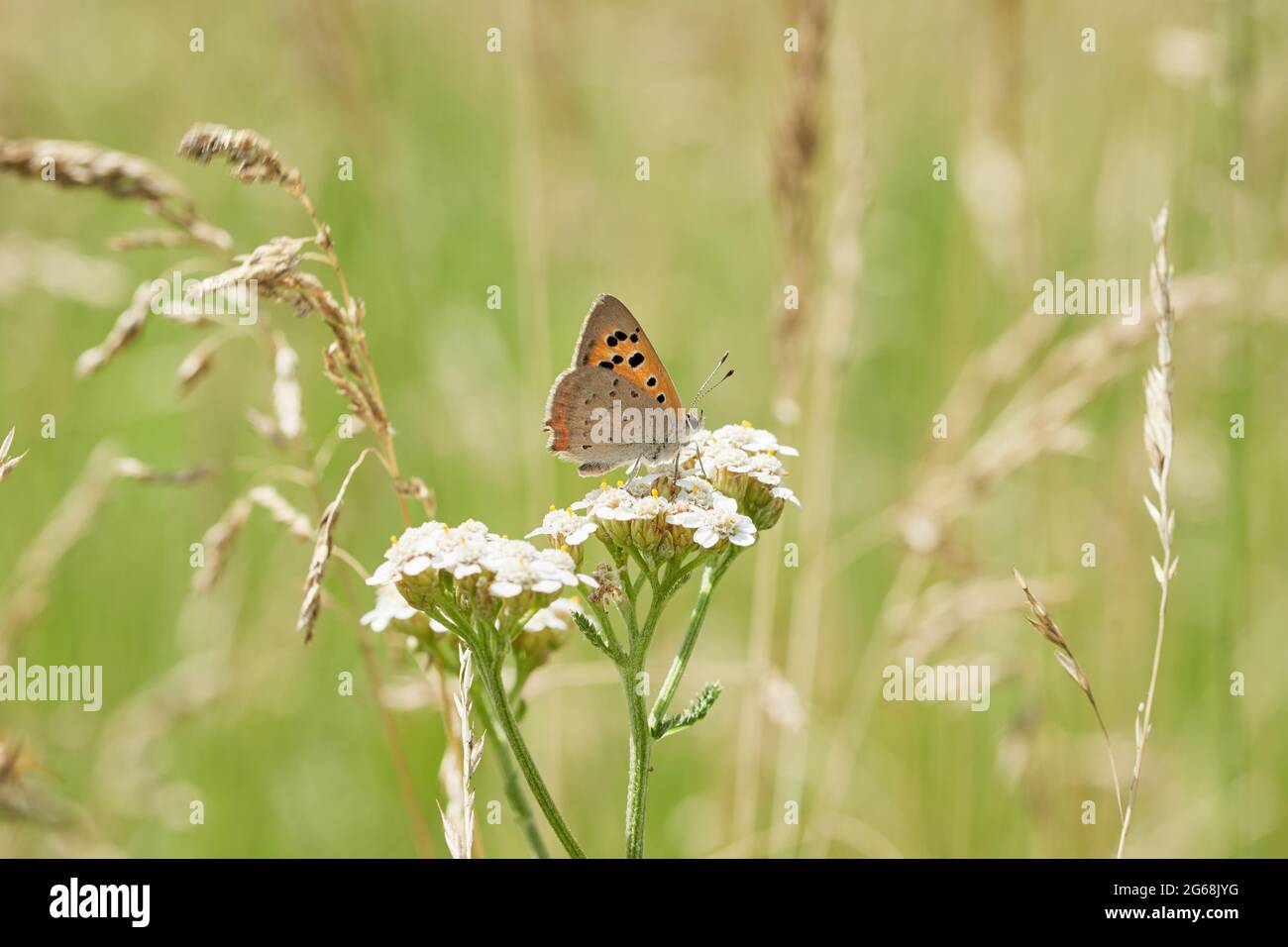 Piccola farfalla di rame (Lycaena phlaeas) si trova su un fiore bianco in prato verde. Foto Stock
