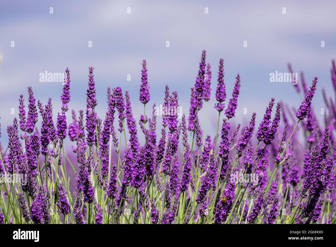 Primo piano di fiori di lavanda in piena fioritura e cielo blu. Foto Stock