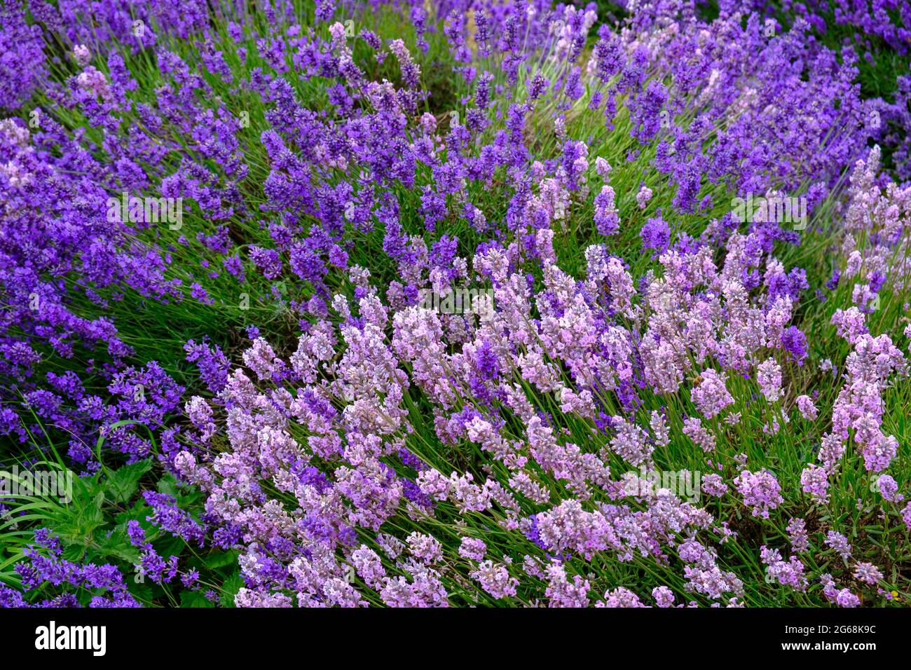 Due colori di lavanda in piena fioritura, che cresce in un campo. Foto Stock