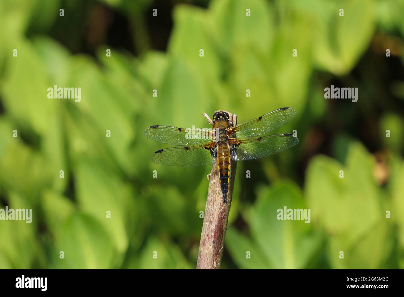 Primo piano di un dragonfly Chaser a quattro punti, libellula quadrimaculata, che riposa al sole su un ramoscello sopra uno stagno Foto Stock