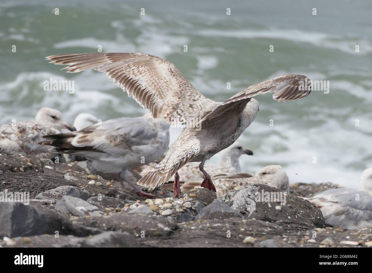 Un giovane gabbiano europeo dell'aringa (Larus argentatus) che batte le sue ali, in procinto di decolorare dalle rocce, con onde che si infrangono sul mare sullo sfondo Foto Stock