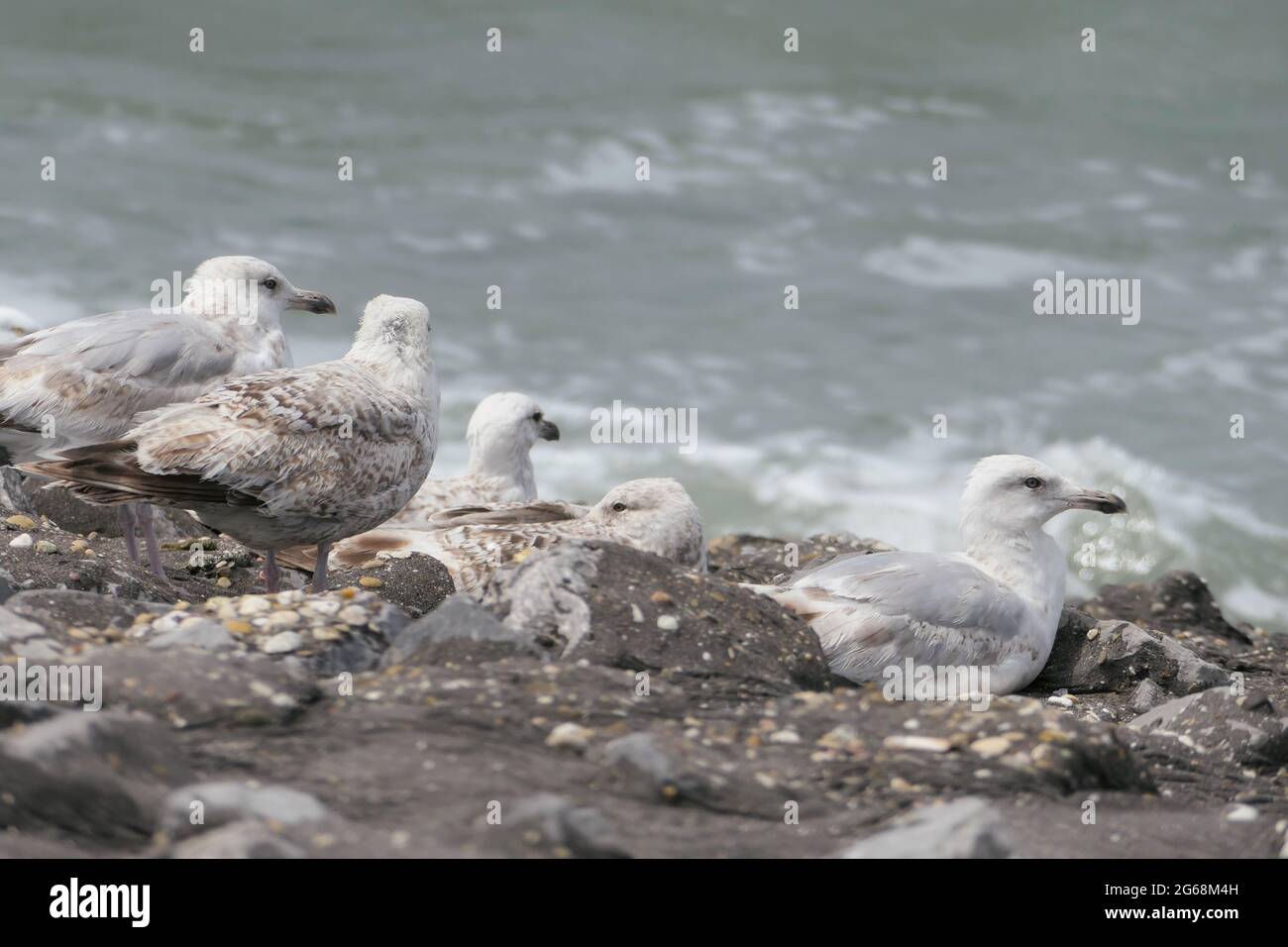 Una colonia di gabbiani europei di aringhe (Larus argentatus) poggiati su un argine roccioso costiero con onde che si infrangono sul mare sullo sfondo. Foto Stock