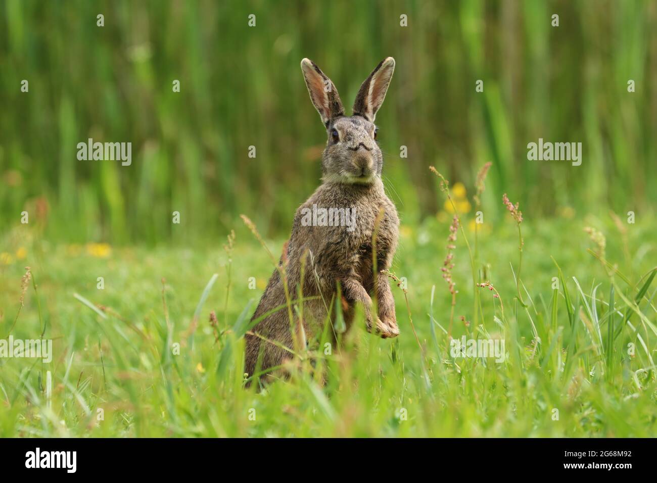 Coniglio selvatico (Oryctolagus cuniculus) in piedi su in un campo. Foto Stock