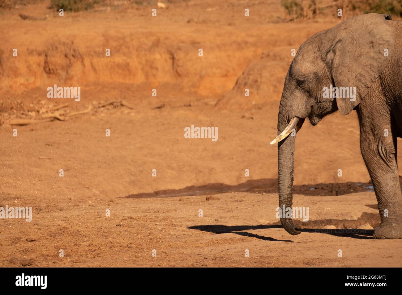 Vita degli elefanti nel Parco Nazionale degli Elefanti di Addo Foto stock -  Alamy