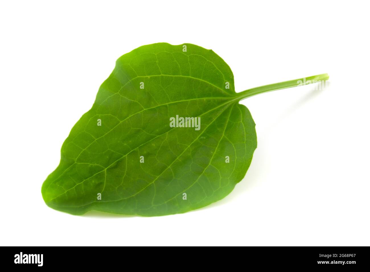 Foglia di plantain, pianta medicinale isolata su sfondo bianco. Foto Stock