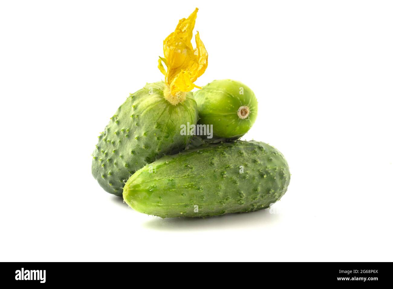 Tre cetrioli freschi, cetriolini giovani con fiori gialli appena fuori dal giardino isolato su sfondo bianco. Foto Stock