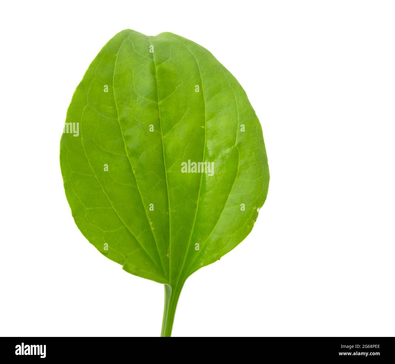 Piantaggine Maggiore | Plantago Major L - Foto 12