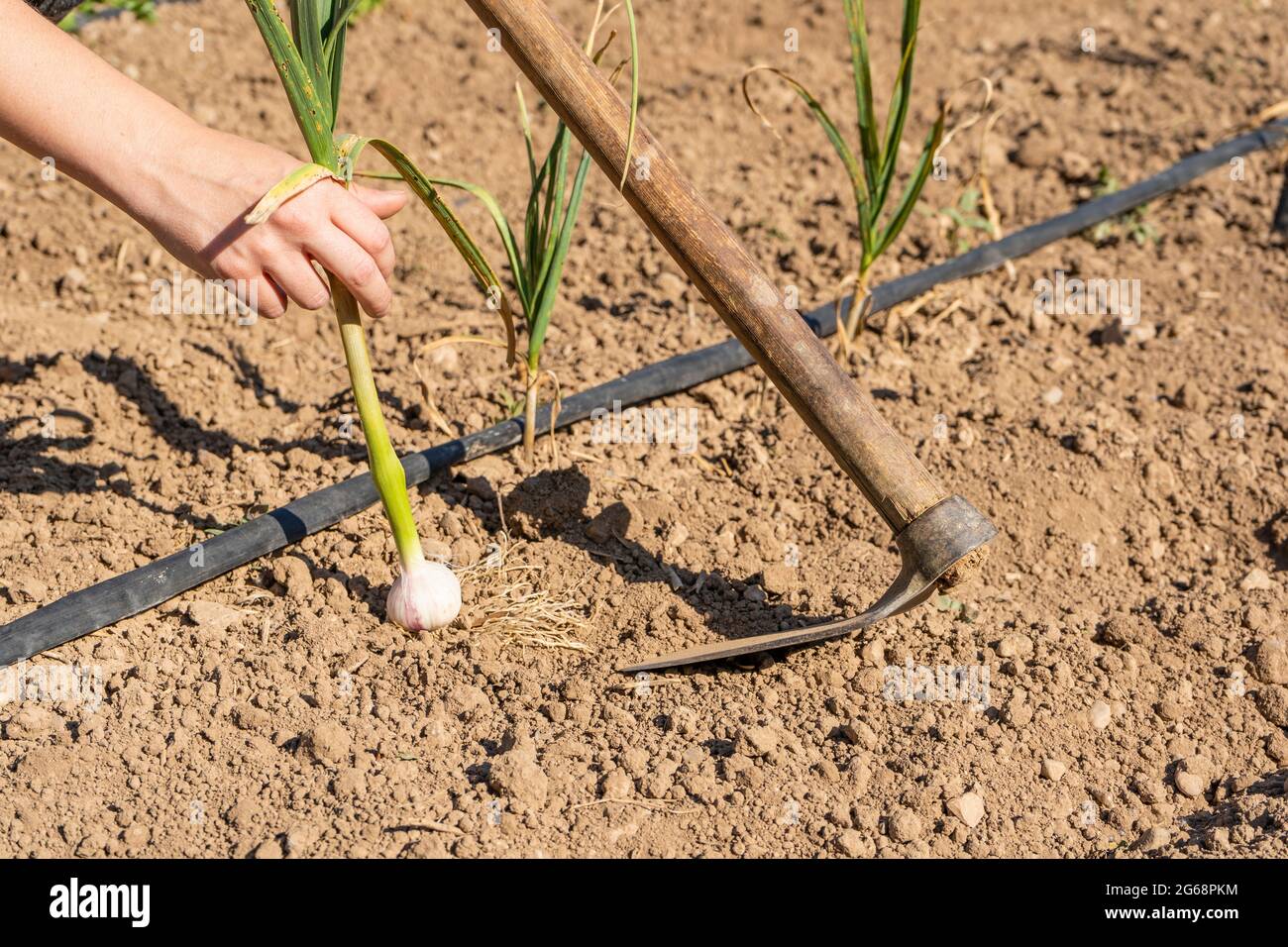 Coltivatore mano raccolta e raccolta aglio in ortaggi campo da giardino. Foto Stock