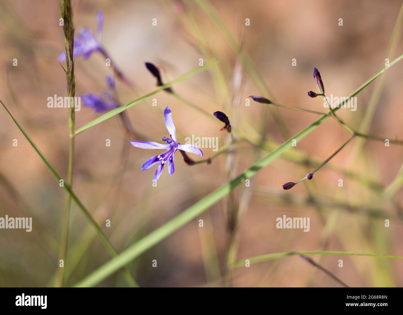 Afrosolen sandersonii limpoensis, pianta di dainty con fiori di porpora Foto Stock