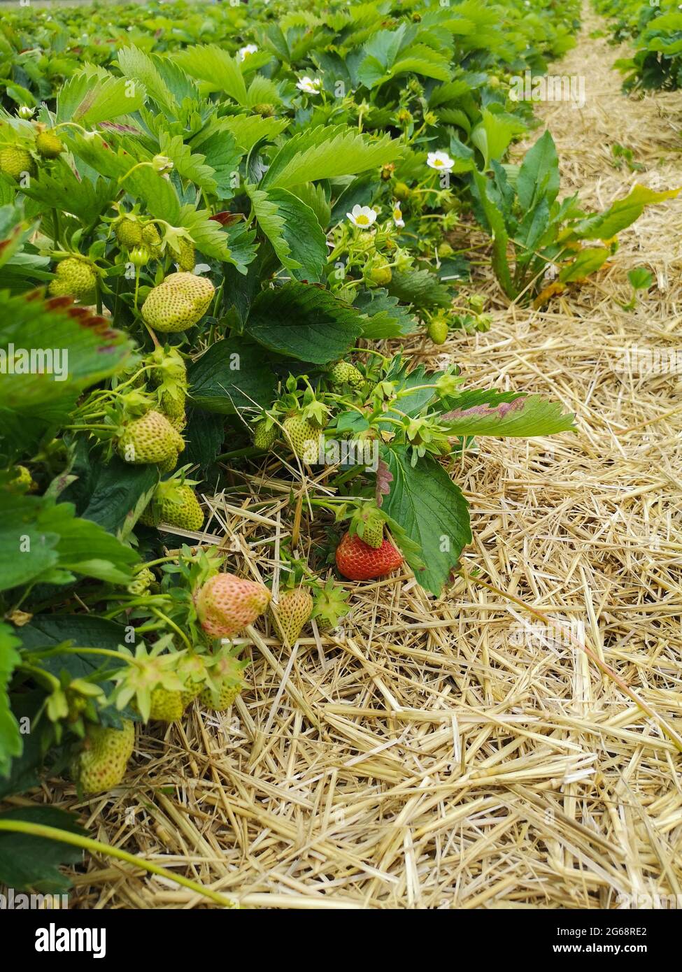 Self service, self-picking campo di fragole Foto Stock