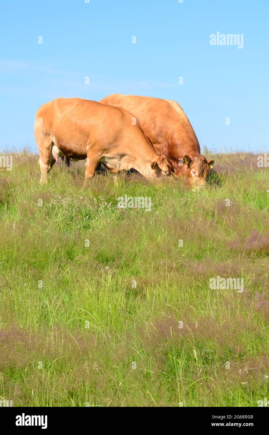 Bestiame bruno (Bos primigenius taurus), due mucche su un pascolo in Renania-Palatinato, Germania, Europa Foto Stock