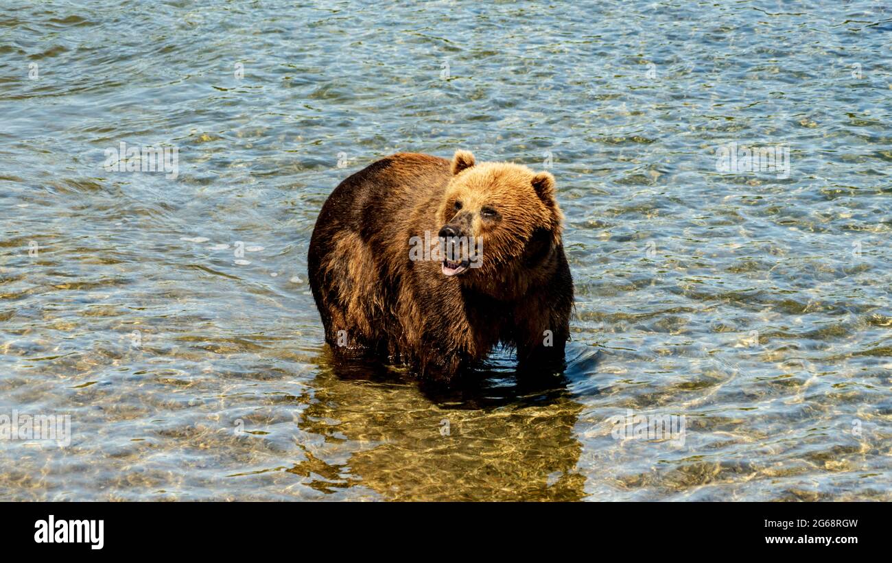 Kamchatka. Orso bruno sul lago Kuril Foto Stock
