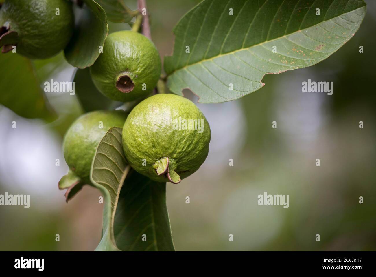 Albero di guava (Psidium guajava) primo piano della frutta e foglie che crescono all'aperto Foto Stock