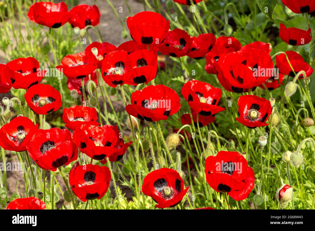 PAPAVERI DI LADYBIRD Papaver commutatum ‘Ladybird’ CRESCE ALL’INIZIO DELL’ESTATE Foto Stock