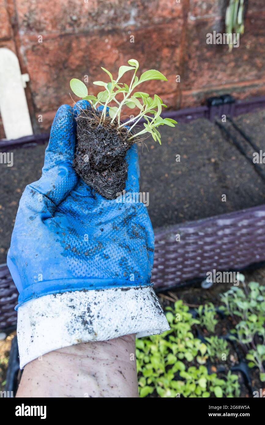 Guanto che tiene verdure germinate con cattiva salute a causa di annaffiatura eccessiva con il suolo bagnato che marcisce le radici Foto Stock