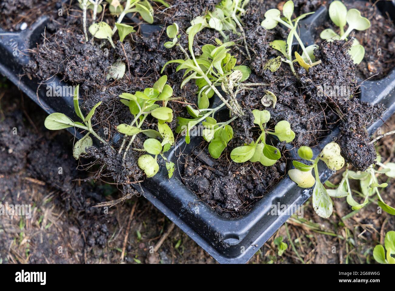Verdure germinate con salute povera a causa di annaffiatura eccessiva con il suolo bagnato che marcisce le radici Foto Stock