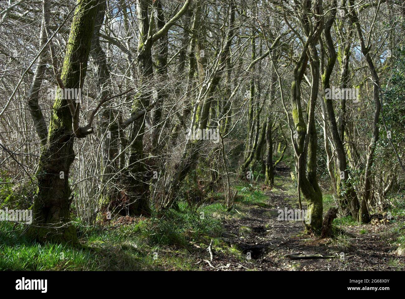 Riserva naturale di Kingcombe Meadows, Dorset occidentale, Regno Unito Foto Stock