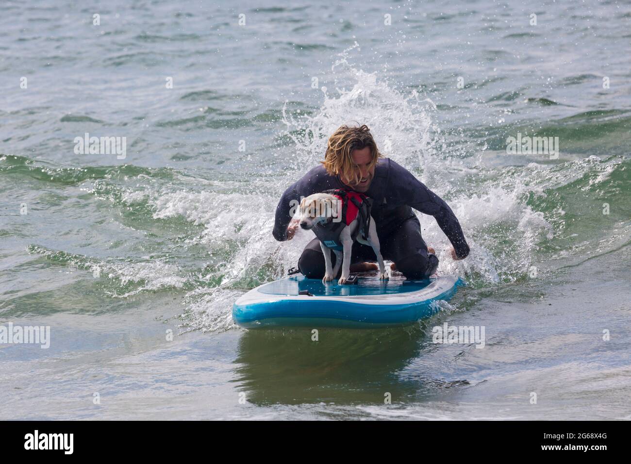 Poole, Dorset, Regno Unito. 4 luglio 2021. Allenamento di surf con il cane alla spiaggia di Branksome Dene Chine prima del Dog Surf Championships alla fine del mese. Thor un cane Parson Russell surf. Credit: Carolyn Jenkins/Alamy Live News Foto Stock