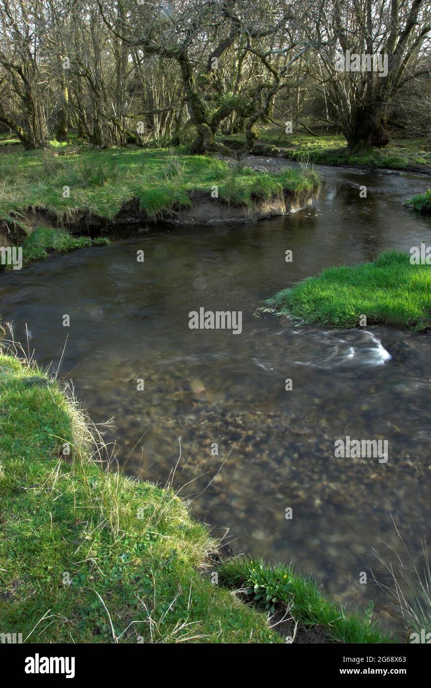 Riserva naturale di Kingcombe Meadows, Dorset occidentale, Regno Unito Foto Stock