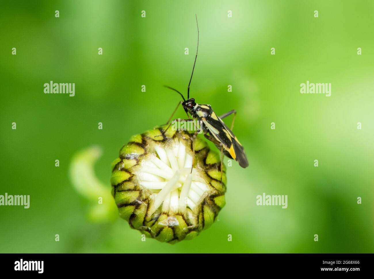 Un bug di pianta, Chipping, Preston, Lancashire, Regno Unito Foto Stock