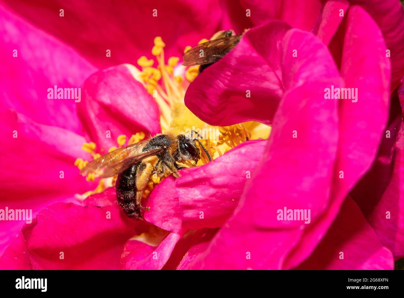 Un'ape che taglia foglie raccoglie polline da una rosa di Rugosa, Chipping, Preston, Lancashire, Regno Unito Foto Stock