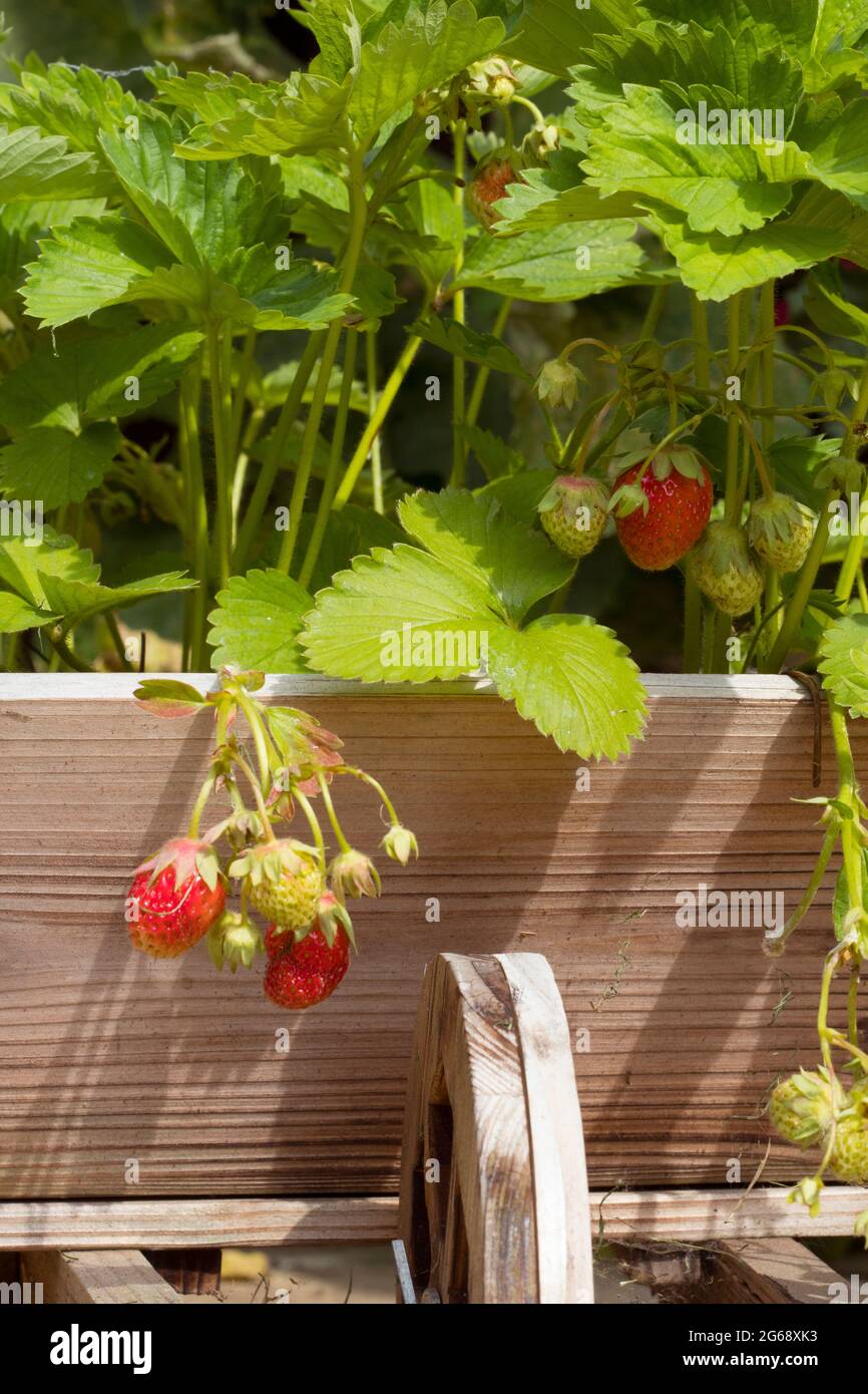 Fragole che crescono in Wheelbarrow Planter Foto Stock