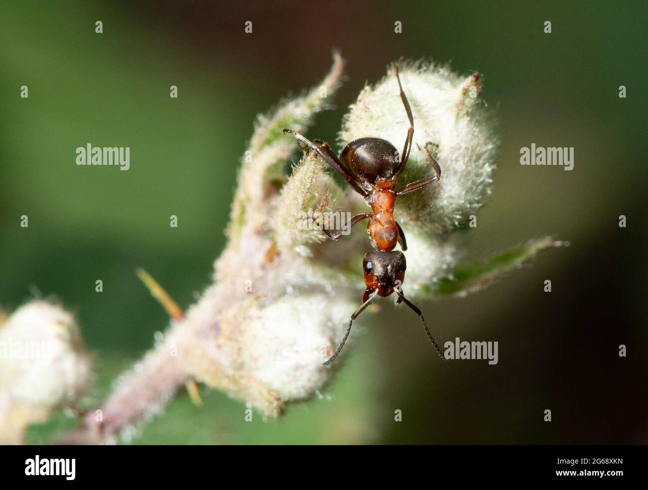 Una formica di legno del sud, Arnside, Cumbria del sud, Regno Unito. Foto Stock