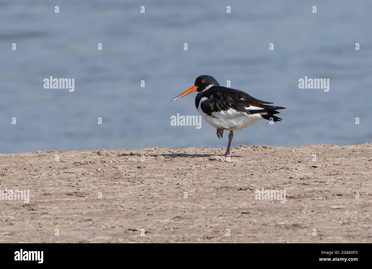 An Oystercatcher, Arnside, Cumbria, Regno Unito Foto Stock