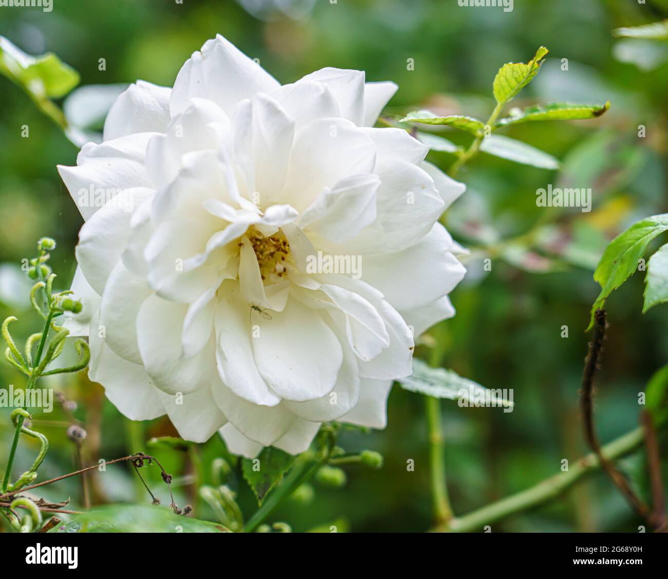 Primo piano dettagliato di una bella rosa bianca di york fiore (Rosa x alba) in fiore Foto Stock