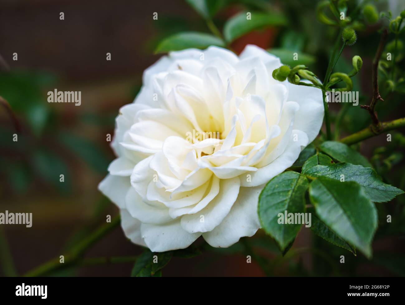 Primo piano dettagliato di una bella rosa bianca di york fiore (Rosa x alba) in fiore Foto Stock