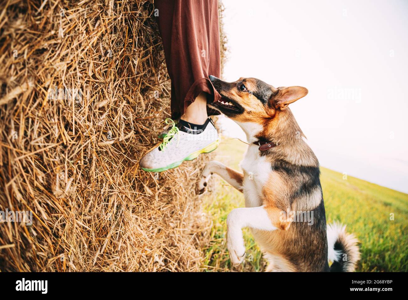 Arrabbiato aggressivo misto razza cane morde UNA gamba di un uomo che corre attraverso il campo Foto Stock