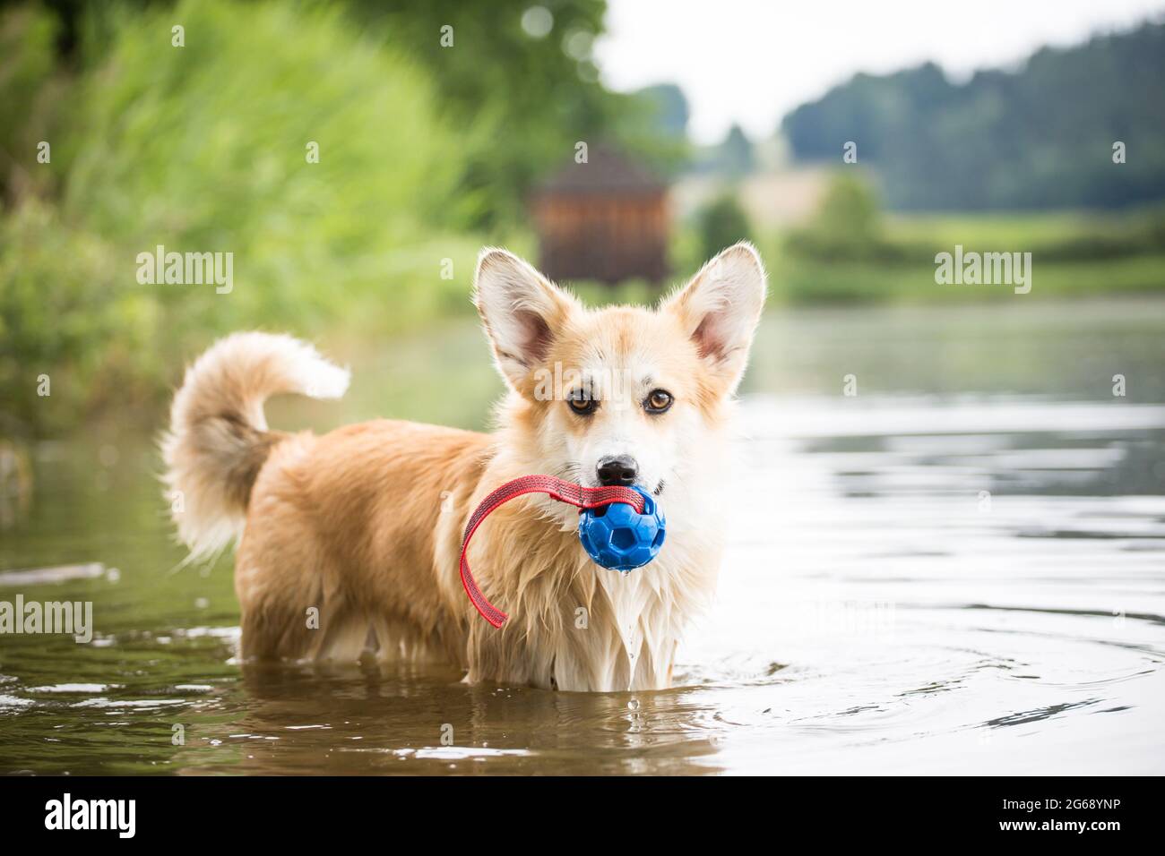 Gallese Corgi Pembroke giocare in acqua con un giocattolo Foto Stock