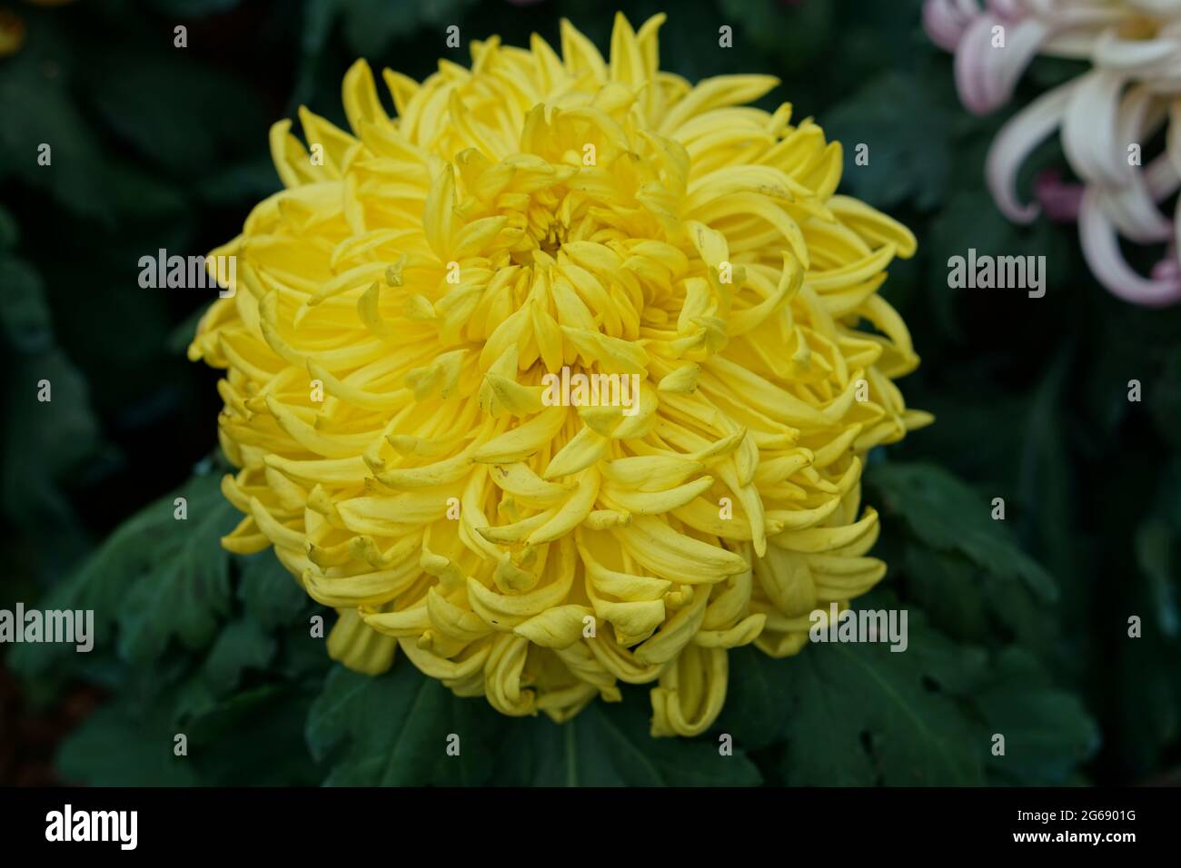 Foto della testa di fiore gialla di Dahlia - Chrysanthemum grandiflorum Foto Stock
