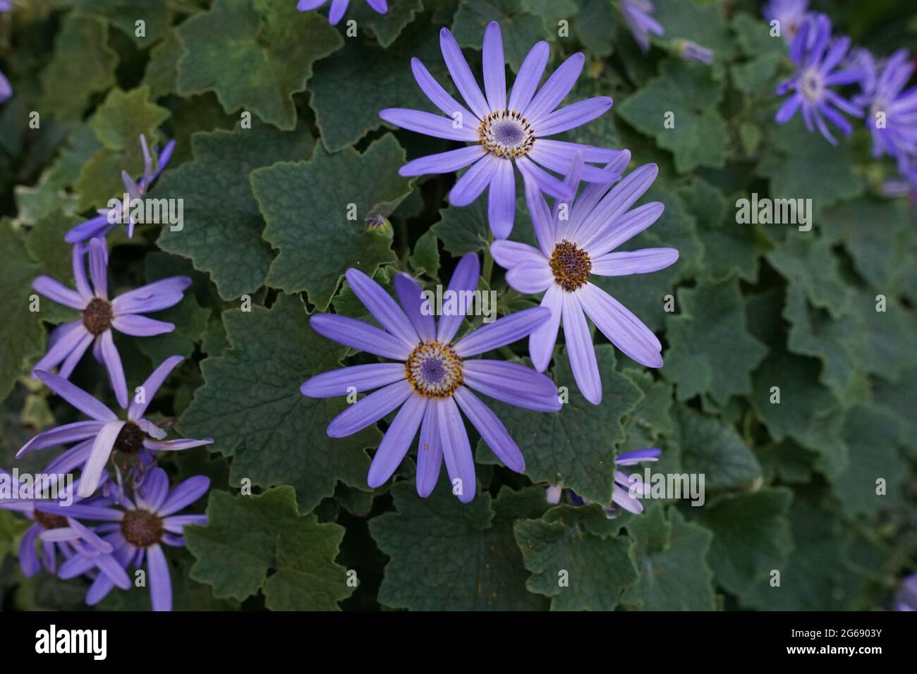 Cineraria blu Foto Stock