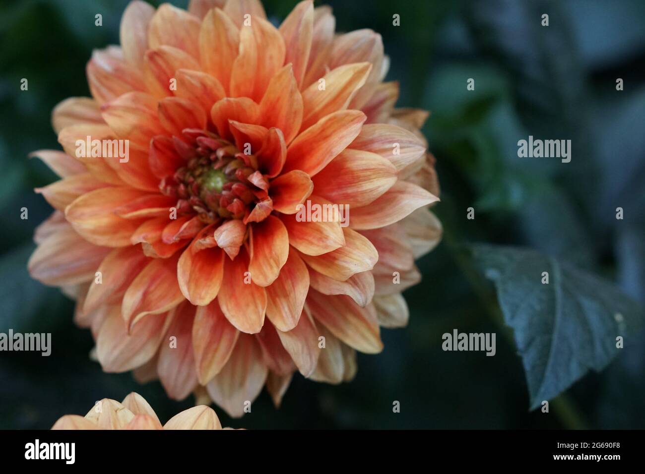 Arancio fiore pieno di Dahlia Foto Stock