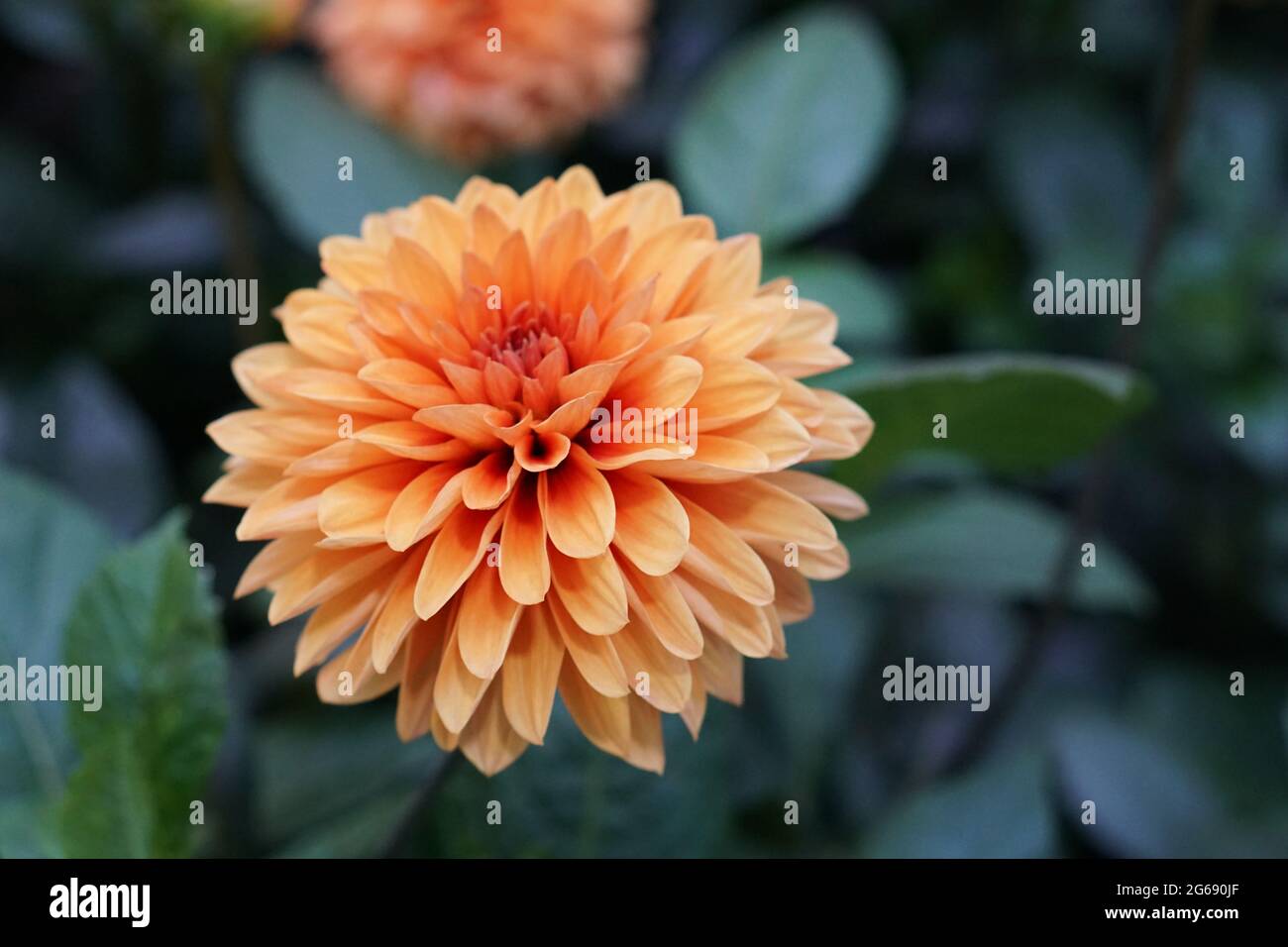 Arancio Dahlia fiore con fuoco Foto Stock