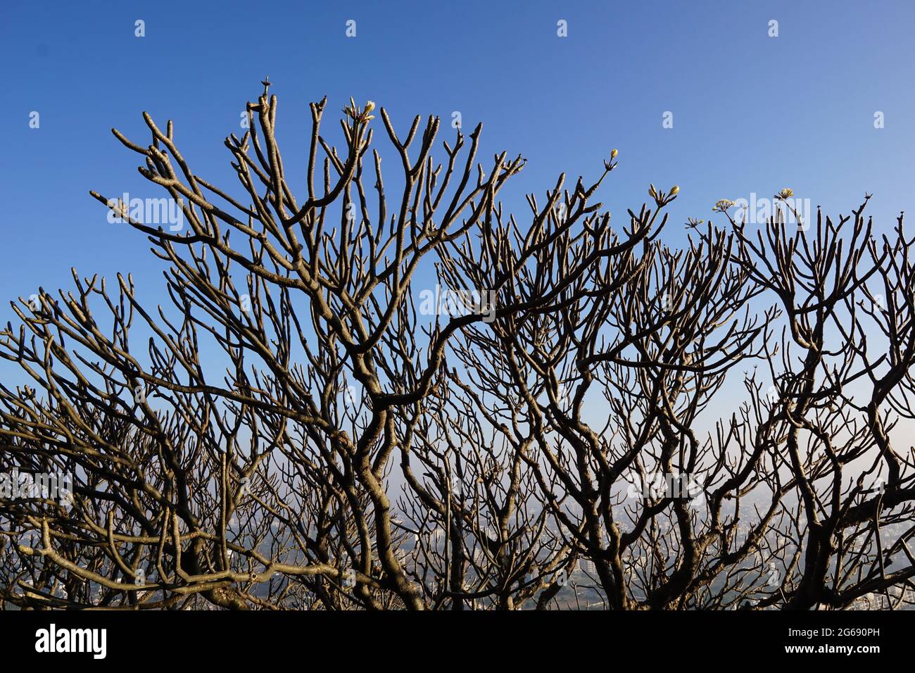 Albero di Plumeria asciutto con cielo blu sullo sfondo Foto Stock