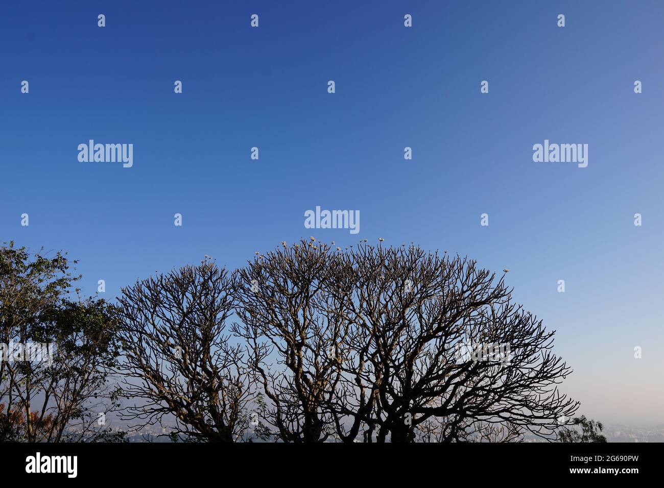 Cielo azzurro con ombra rosa del mattino e alberi Foto Stock