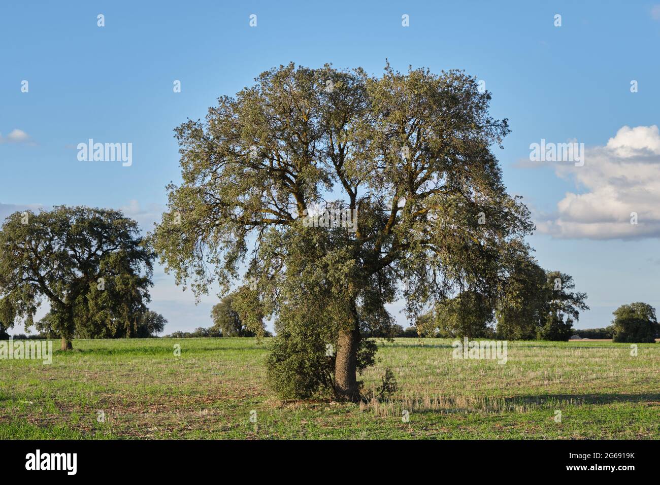 Lecci quercia sempreverde alberi boschetto verde paesaggio Foto Stock