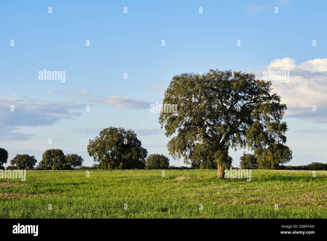 Bosco di lecci verde paesaggio Foto Stock